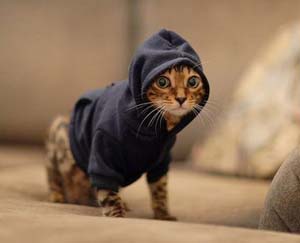 pet-hoodie.jpg
