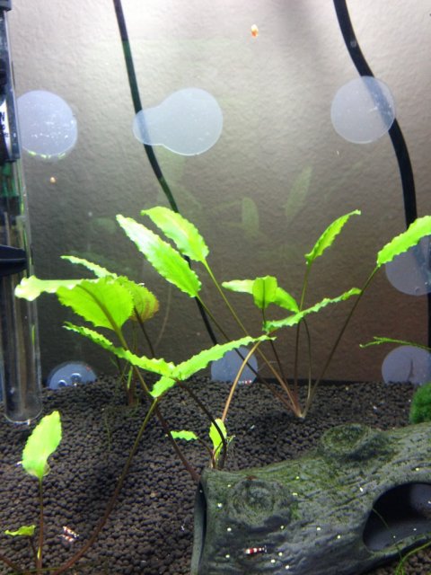 ImageUploadedByMonsterAquariaNetwork1353029236.918564.jpg ImageUploadedByMonsterAquariaNetwork1353029236.918564.jpg