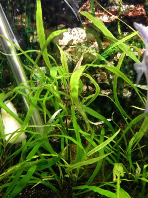 ImageUploadedByMonsterAquariaNetwork1353029292.851682.jpg ImageUploadedByMonsterAquariaNetwork1353029292.851682.jpg