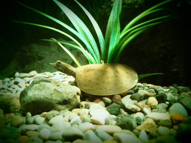 softshell.jpg