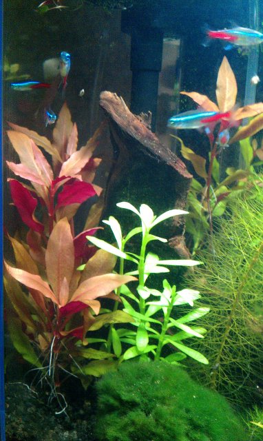 Reinecki Cardinalis Aquariacentral Com