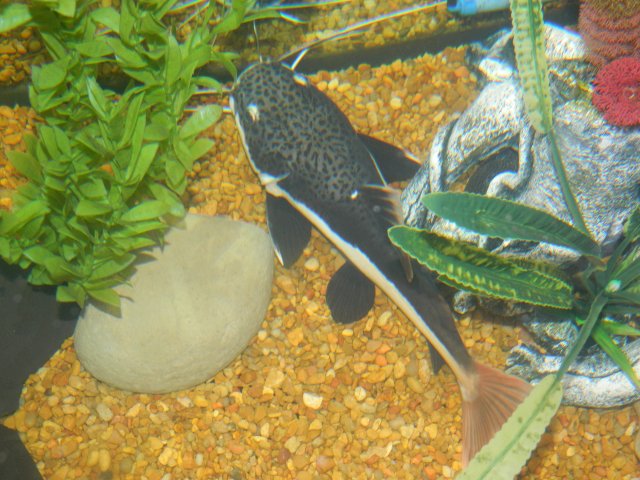 DSCN4369upload.jpg DSCN4369upload.jpg
