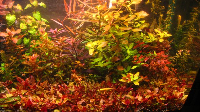 Reinecki Cardinalis Aquariacentral Com