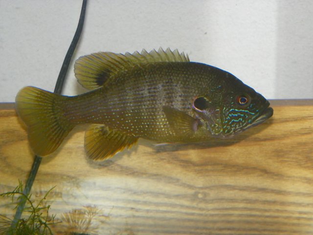 100_0087.jpg