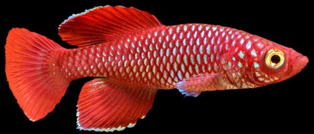 fish1.jpg