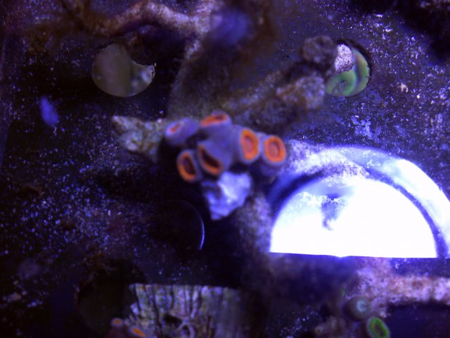 IMG_20121219_062444.jpg