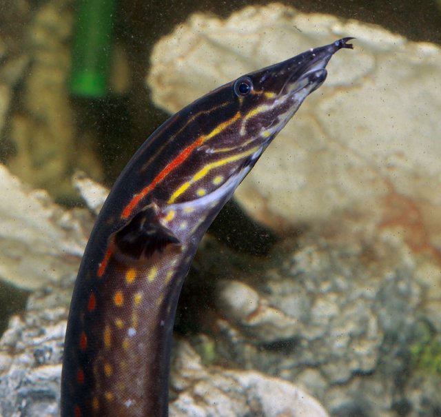 fire eel care