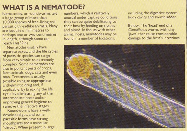 nematode.jpg
