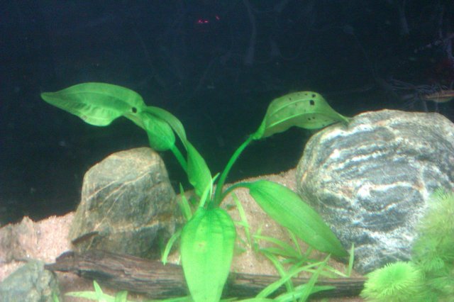 IMAG0028.jpg