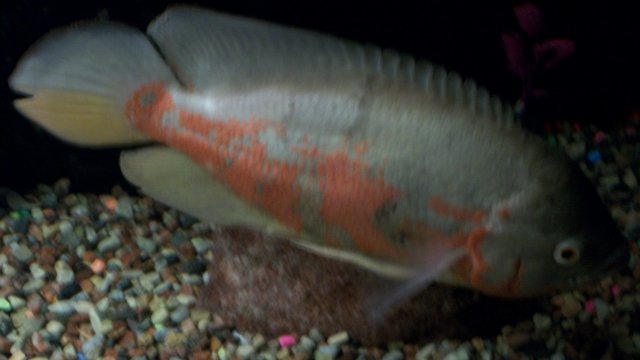 Fish 020.JPG