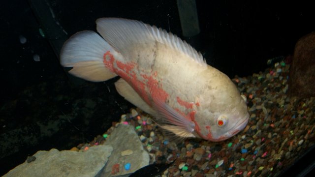 Fish 008.JPG