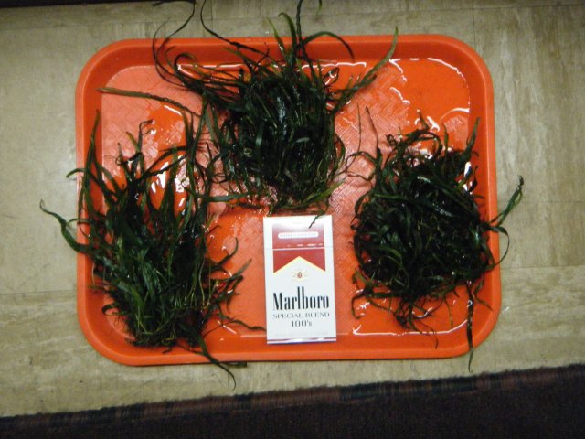 2013_0115terrys0008.JPG 2013_0115terrys0008.JPG