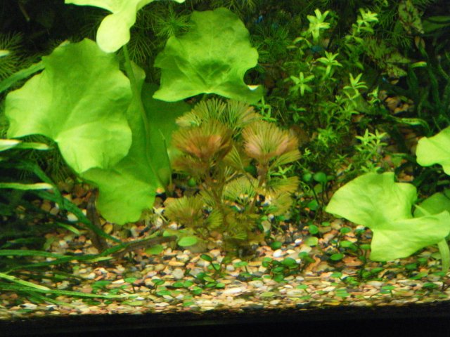 2013_0104terrys0014.JPG 2013_0104terrys0014.JPG