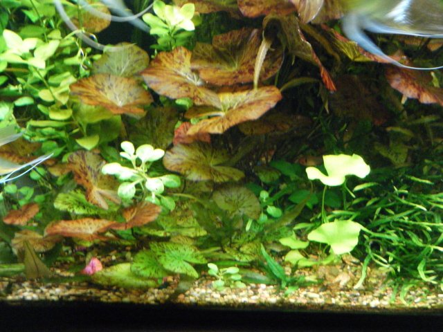 2013_0104terrys0007.JPG 2013_0104terrys0007.JPG