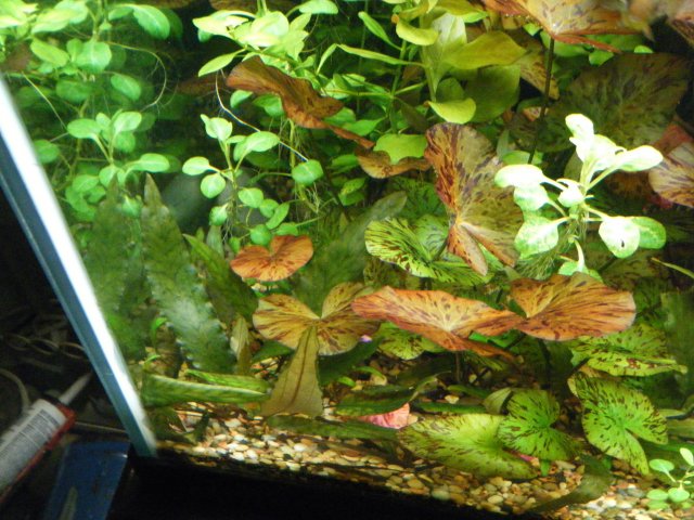 2013_0104terrys0011.JPG 2013_0104terrys0011.JPG