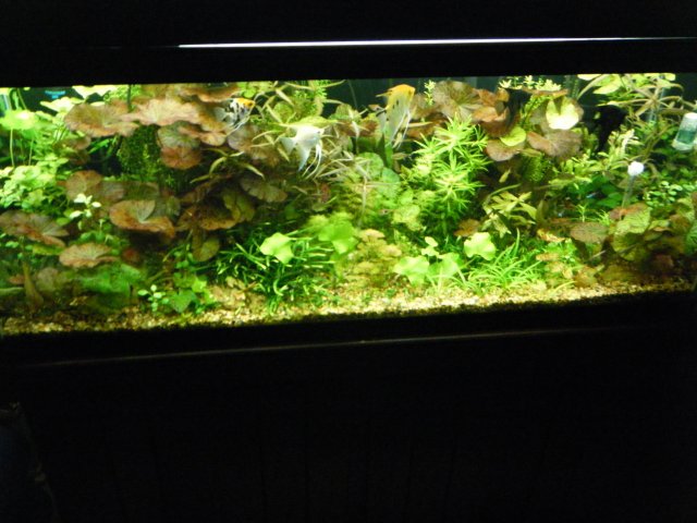 2013_0108terrys0011.JPG 2013_0108terrys0011.JPG