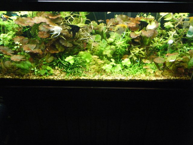 2013_0108terrys0007.JPG 2013_0108terrys0007.JPG