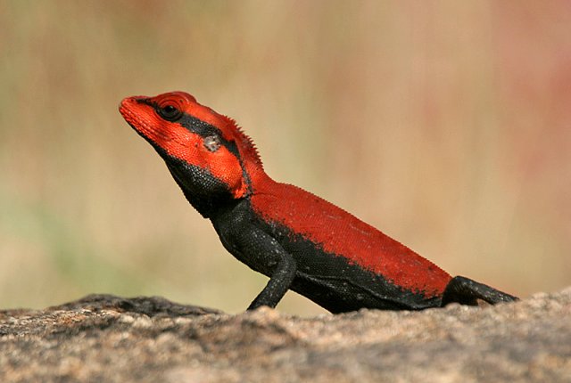 reptile.jpg
