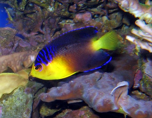 fish.jpg