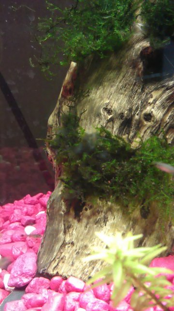 IMAG0284.jpg