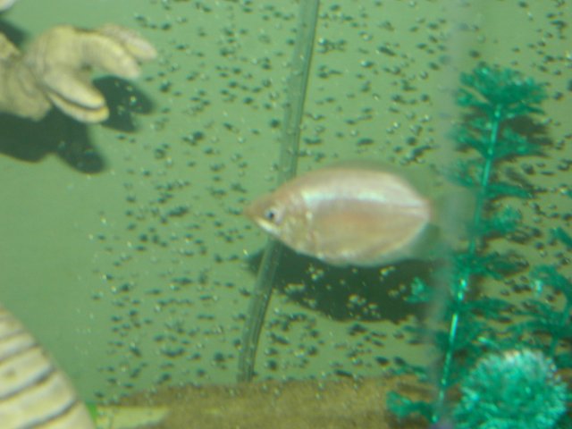 DSCN2115.JPG DSCN2115.JPG