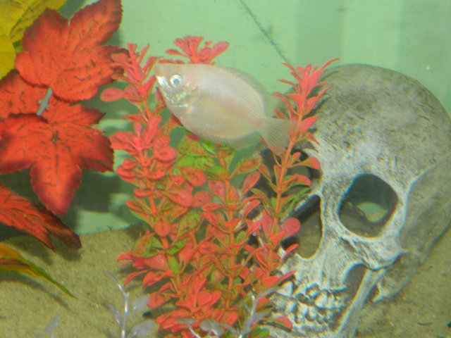 DSCN2130.JPG DSCN2130.JPG