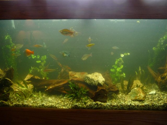 P1100268 (Large).JPG