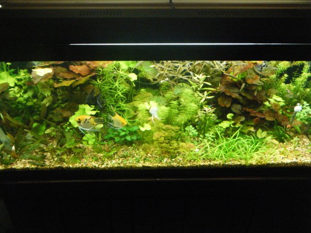 2013_0205terrys0001.JPG 2013_0205terrys0001.JPG