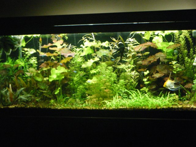 2013_0205terrys0013.JPG 2013_0205terrys0013.JPG