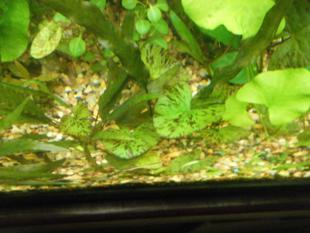 2013_0205terrys0007.JPG 2013_0205terrys0007.JPG