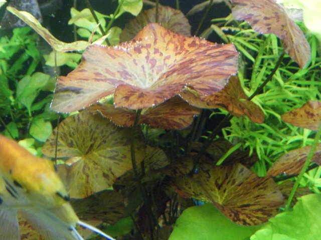 2013_0205terrys0021.JPG 2013_0205terrys0021.JPG