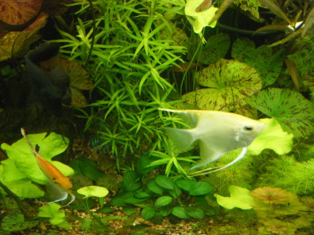 2013_0205terrys0005.JPG 2013_0205terrys0005.JPG