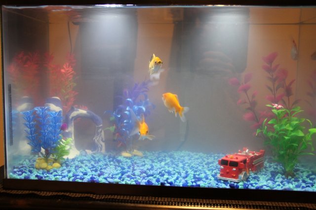 IMG_0439.JPG IMG_0439.JPG