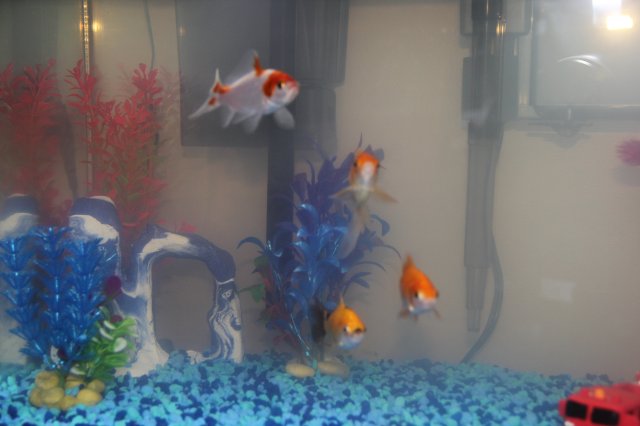 IMG_0426.JPG IMG_0426.JPG