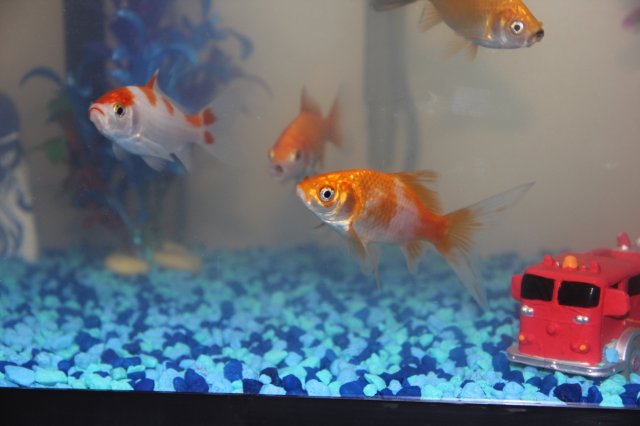 IMG_0428.JPG IMG_0428.JPG