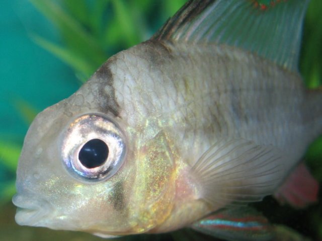bo0215b.jpg