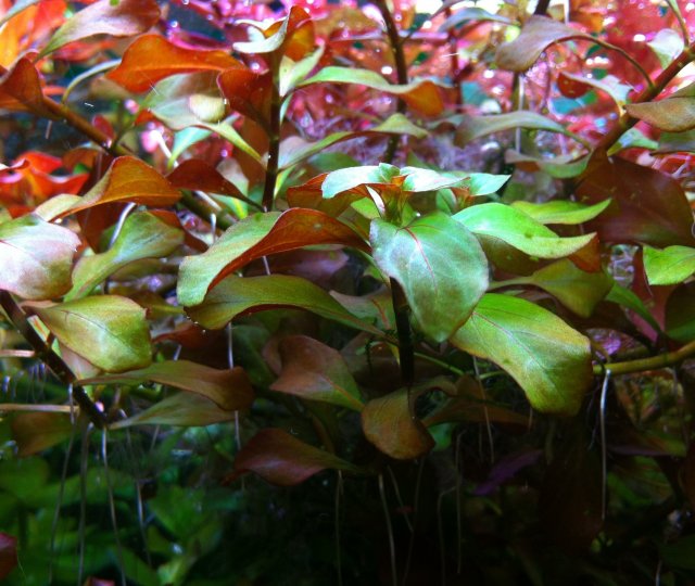 L. Repens.jpg