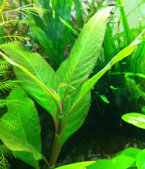 H. C. Siamensis.jpg H. C. Siamensis.jpg