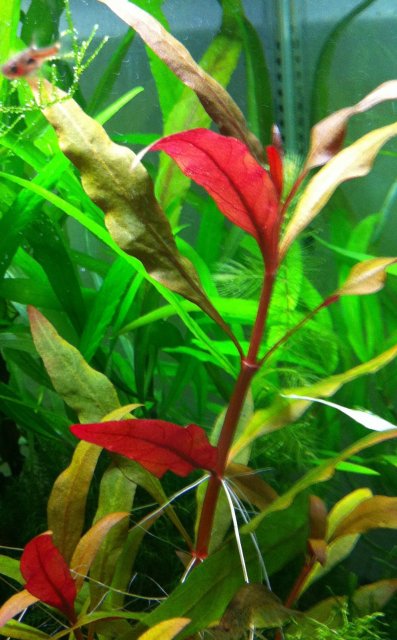 A. R. Lilaciana.jpg