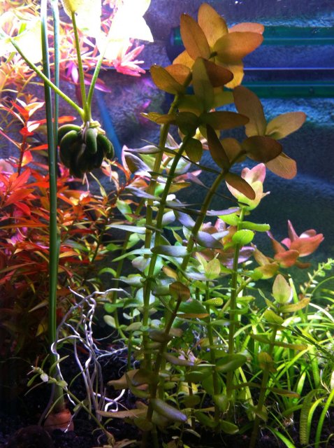 Bacopa Monnieri.jpg
