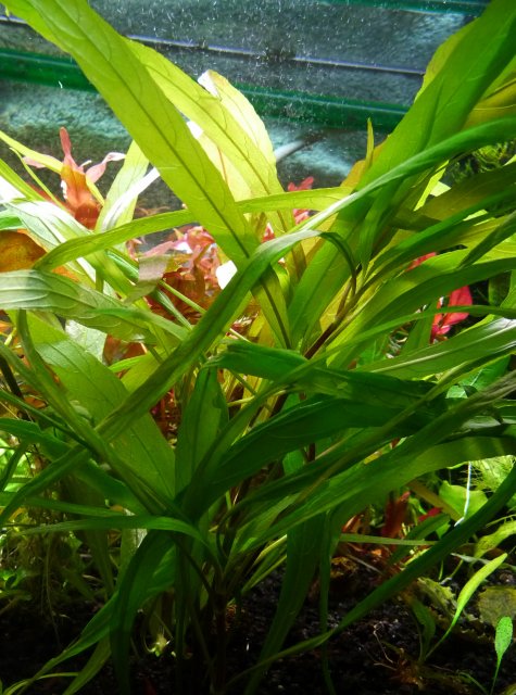 Hygrophila corymbosa Angustifolia.jpg Hygrophila corymbosa Angustifolia.jpg