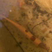 cell 620.jpg