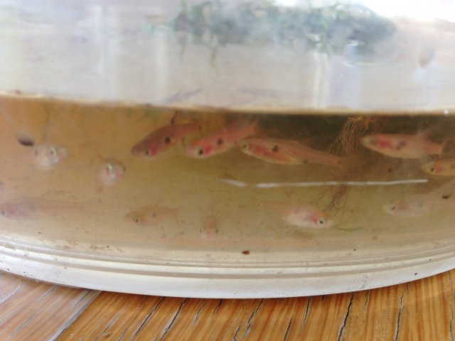 photo fish.JPG