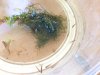 photo_moss.JPG