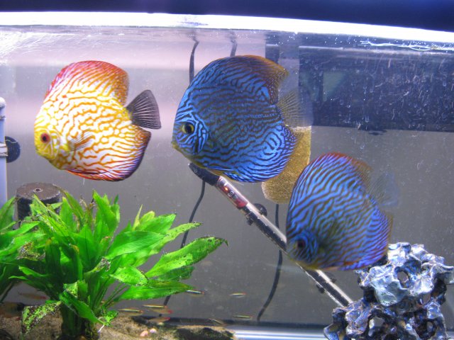 freshwater fish for 40 gallon tank