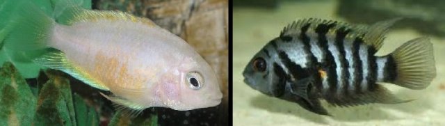 convict cichlids1.jpg convict cichlids1.jpg