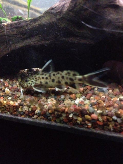 Syno Pet.jpg