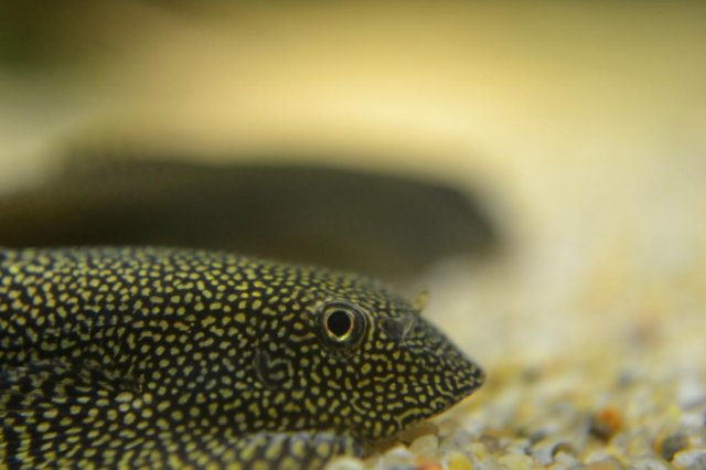 DSC_0184_zps09759a4e.jpg