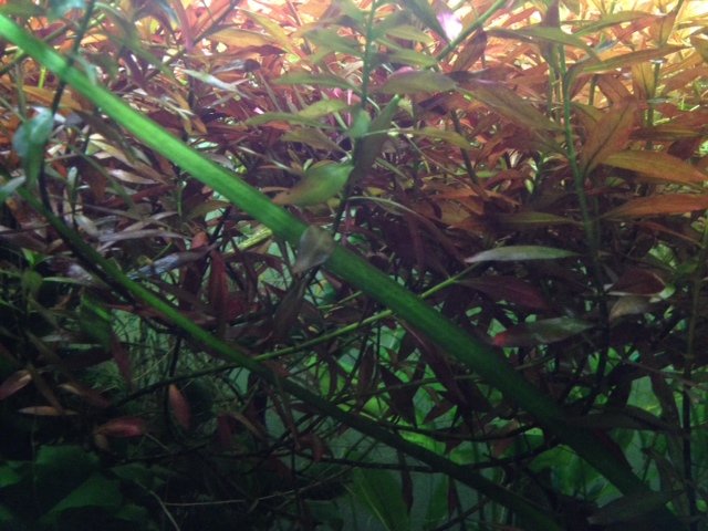 rotala.jpg