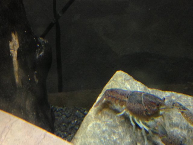 IMG_0985.jpg